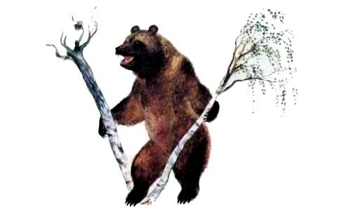 медв