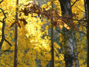 золотая осень.... И БАБЫ  (осень в моём парке Ульянка)