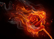 огонь, роза и вода