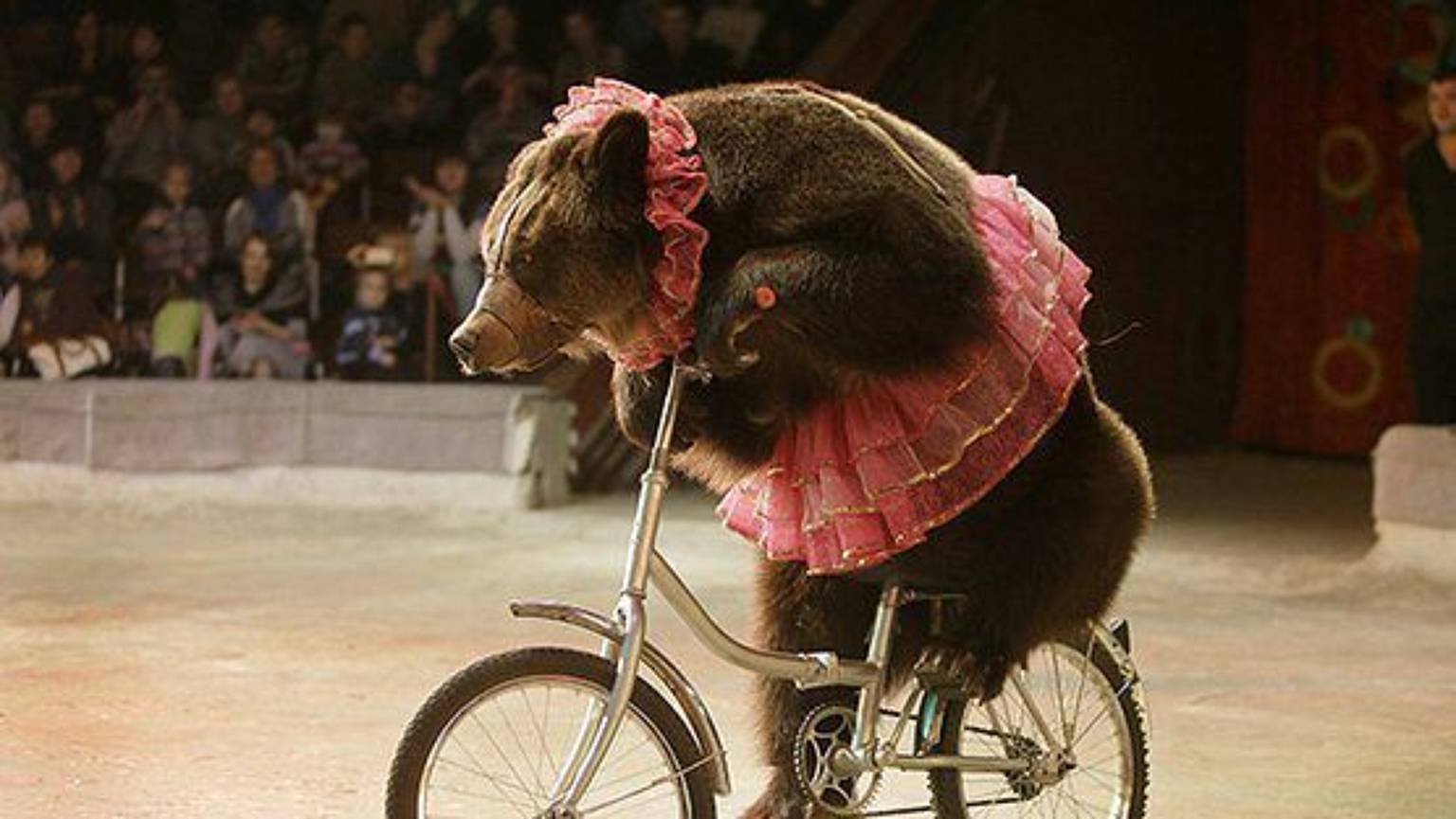 медведь на вело
