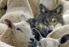 Волки сыты и овцы целы (но только пока)