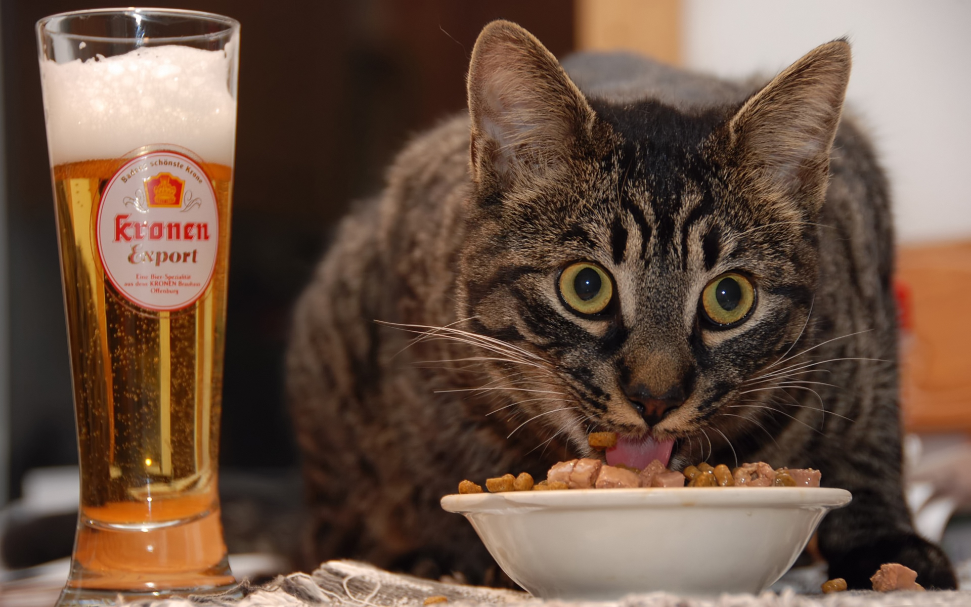 Cat_and_beer_026808_
